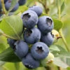 Heidelbeere Hardy Blue 40-60cm - Vaccinium Corymbosum 2 Heidelbeere Hardy Blue 40-60cm - Vaccinium Corymbosum -Gartengrünpflanzen Geschäft Vaccinium corymbosum HardyBlue