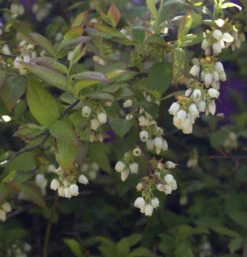 Heidelbeere Herma 30-40cm - Vaccinium Corymbosum