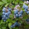 Heidelbeere Reka® 80-100cm - Vaccinium Corymbosum -Gartengrünpflanzen Geschäft Vaccinium corymbosum Reka BLWS338648
