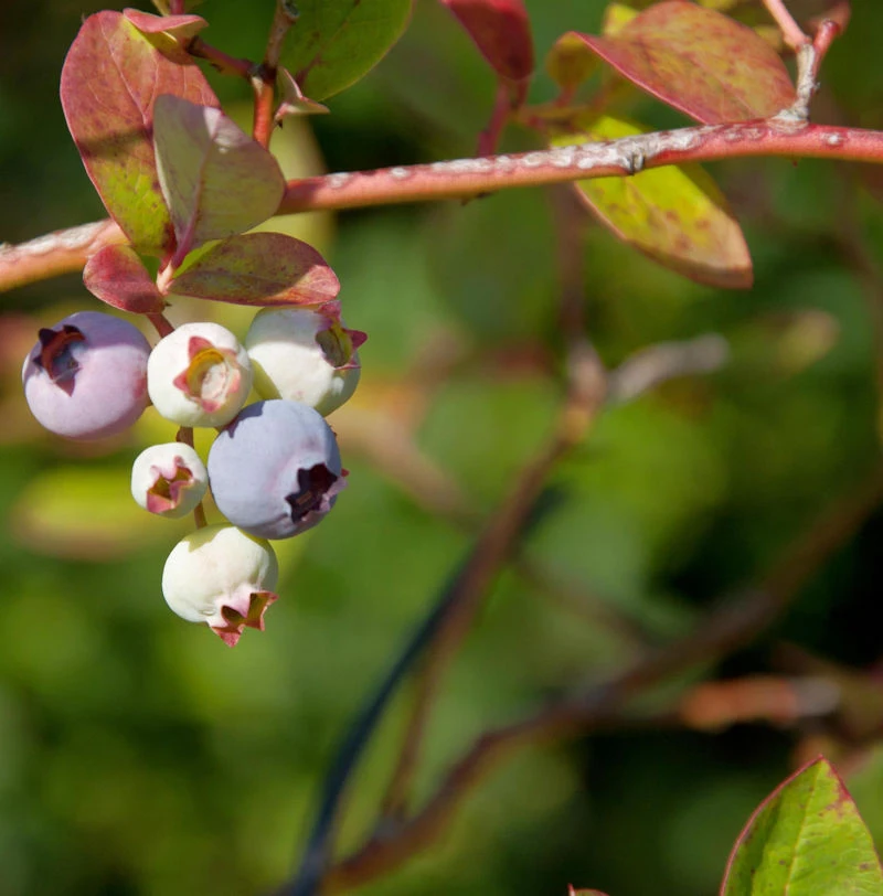 Heidelbeere Nelson 40-60cm - Vaccinium Corymbosum 3 Heidelbeere Nelson 40-60cm - Vaccinium Corymbosum