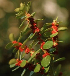 Azoren-Heidelbeere 20-30cm - Vaccinium Cylindraceum