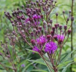 Arkansas Scheinaster Mammuth - Vernonia Crinita