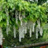 Weißer Blauregen Longissima 40-60cm - Wisteria Floribunda -Gartengrünpflanzen Geschäft Wisteria floribunda Longissimaalba 1