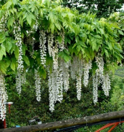 Weißer Blauregen Longissima 60-80cm - Wisteria Floribunda