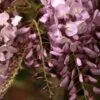 Blauregen Rosea 40-60cm - Wisteria Floribunda -Gartengrünpflanzen Geschäft Wisteria floribunda Rosea BLW050575