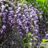 Blauregen 60-80cm - Wisteria Floribunda -Gartengrünpflanzen Geschäft Wisteria floribunda 1 1 1