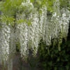 Weißer Chinesischer Blauregen 40-60cm - Wisteria Sinensis -Gartengrünpflanzen Geschäft Wisteria sinensis alba 1
