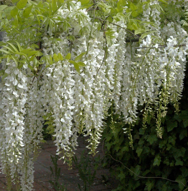 Weißer Chinesischer Blauregen 40-60cm - Wisteria Sinensis 3 Weißer Chinesischer Blauregen 40-60cm - Wisteria Sinensis