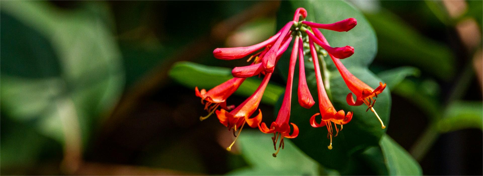 Gartengrünpflanzen Geschäft 3 Gartengrünpflanzen Geschäft -Gartengrünpflanzen Geschäft joshua j cotten Y0LHOsL1lFE unsplash