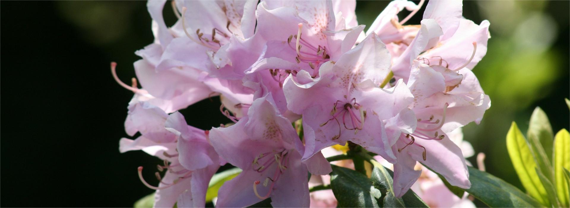 Gartengrünpflanzen Geschäft 1 Gartengrünpflanzen Geschäft -Gartengrünpflanzen Geschäft tina xinia XzTqKSkQyqQ unsplash